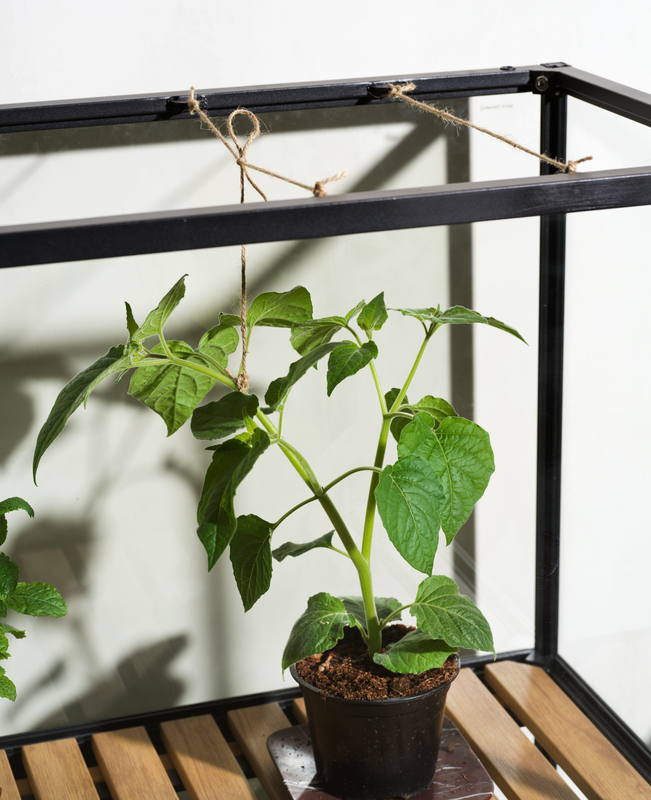 Grower Greens Pflanzenschrank Schwarz