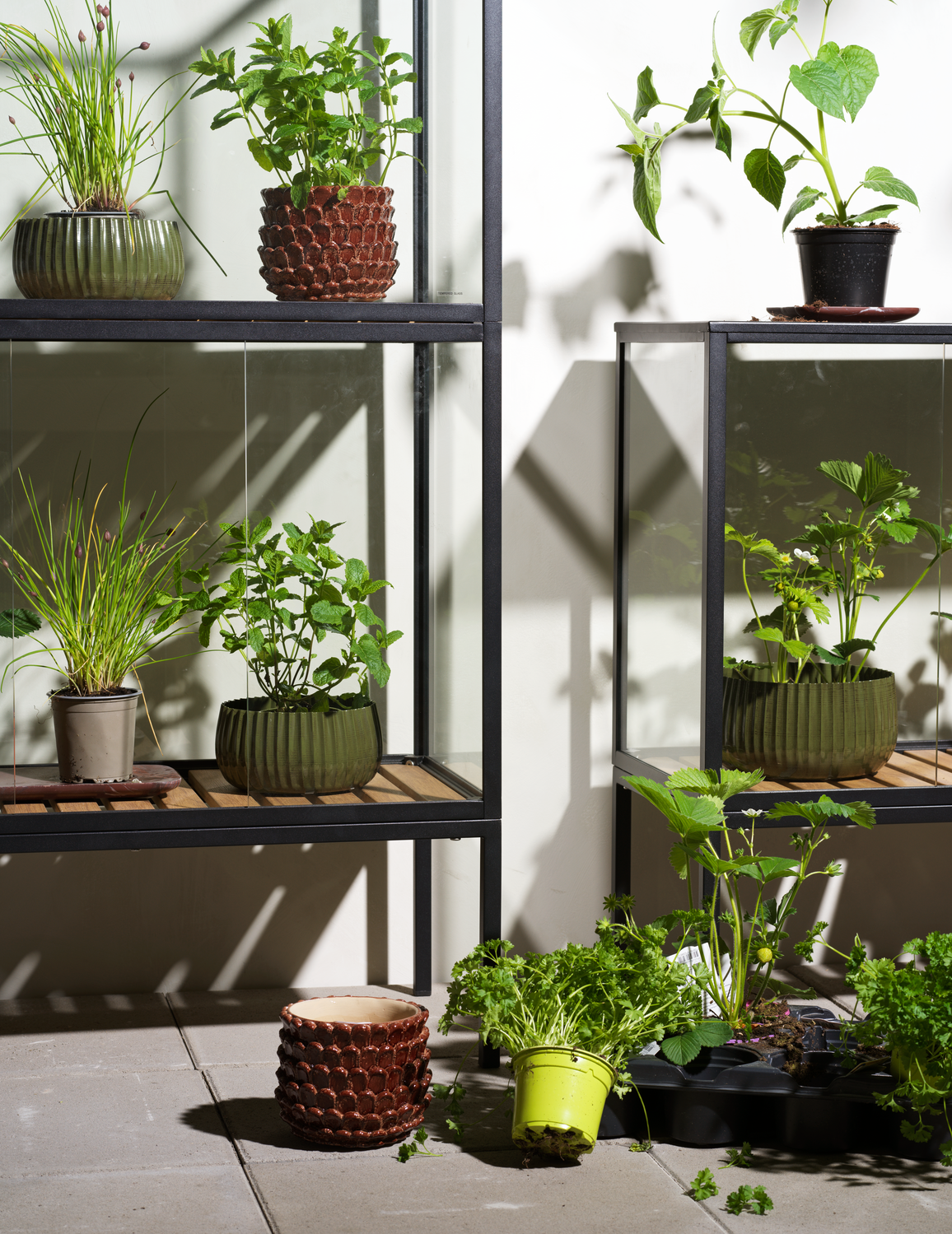 Grower Greens Pflanzenschrank Schwarz